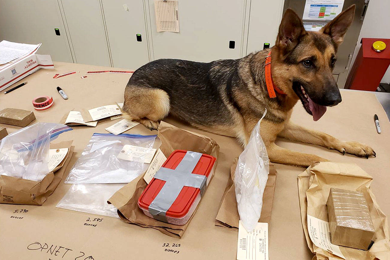 Narcotic Detection K-9 Kira from the Suquamish Police Department is pictured with drugs OPNET detectives said they seized during the arrest of a Sequim man.