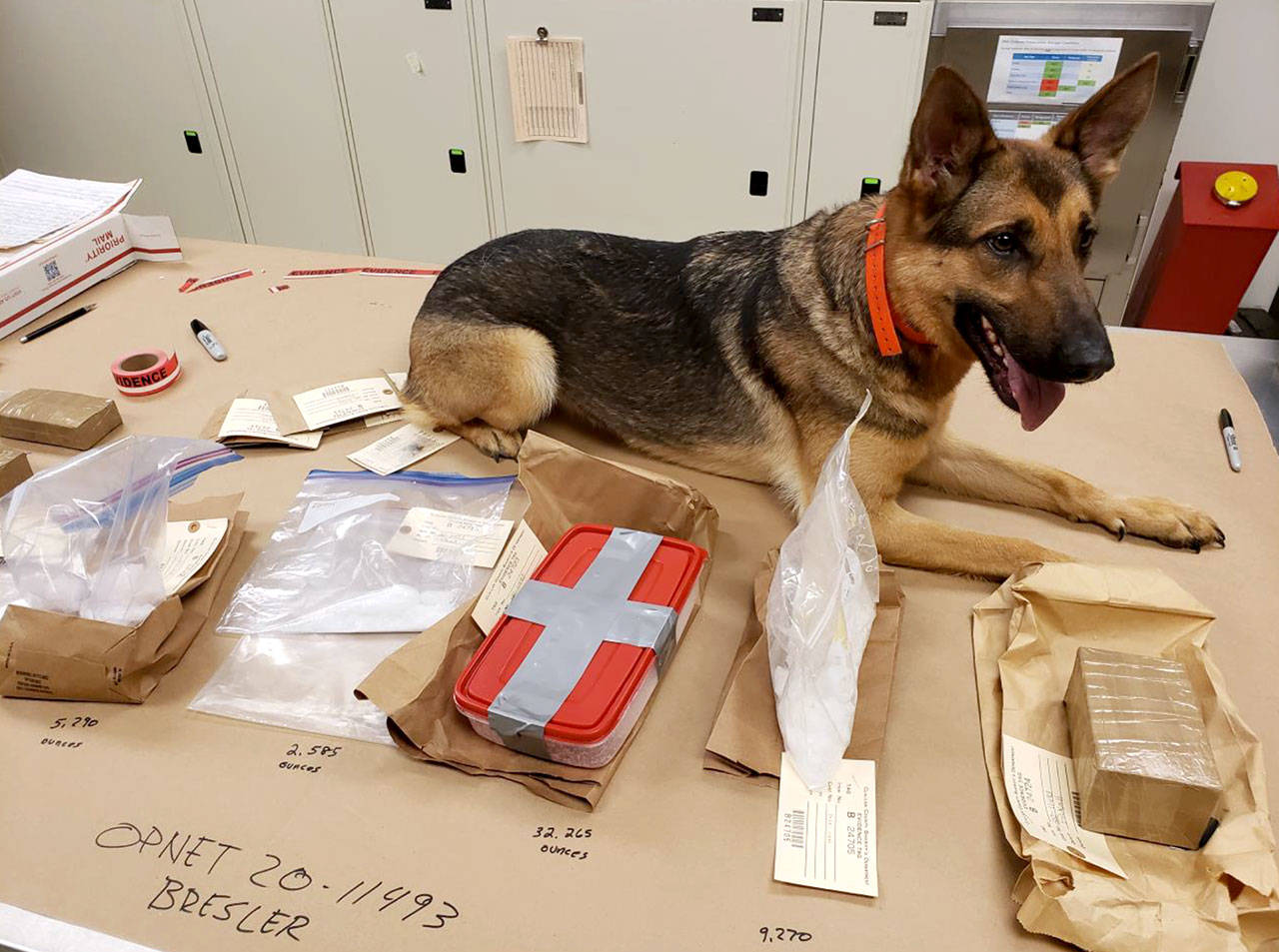 Narcotic Detection K-9 Kira from the Suquamish Police Department is pictured with drugs OPNET detectives said they seized during the arrest of a Sequim man. (OPNET photo)