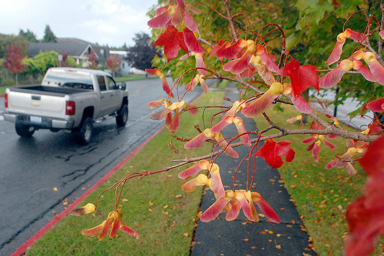 Maple seeds hang from their parent tree in the 300 block of East Fifth Street near Port Angeles City Hall on Tuesday. As the days get shorter and the weather gets cooler, many trees across the North Olympic Peninsula are transforming into their autumn colors. (Keith Thorpe/Peninsula Daily News)