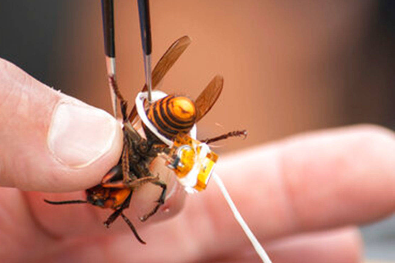 In this Oct. 7, 2020, photo provided by the Washington State Department of Agriculture, a live Asian giant hornet is affixed with a tracking device before being released near Blaine, Wash. Washington state officials say they were again unsuccessful at live-tracking an Asian giant hornet while trying to find and destroy a nest of the so-called murder hornets. The Washington State Department of Agriculture said Monday, Oct. 12, 2020, that an entomologist used dental floss to tie a tracking device on a female hornet, only to lose signs of her when she went into the forest. (Karla Salp/Washington State Department of Agriculture via AP)