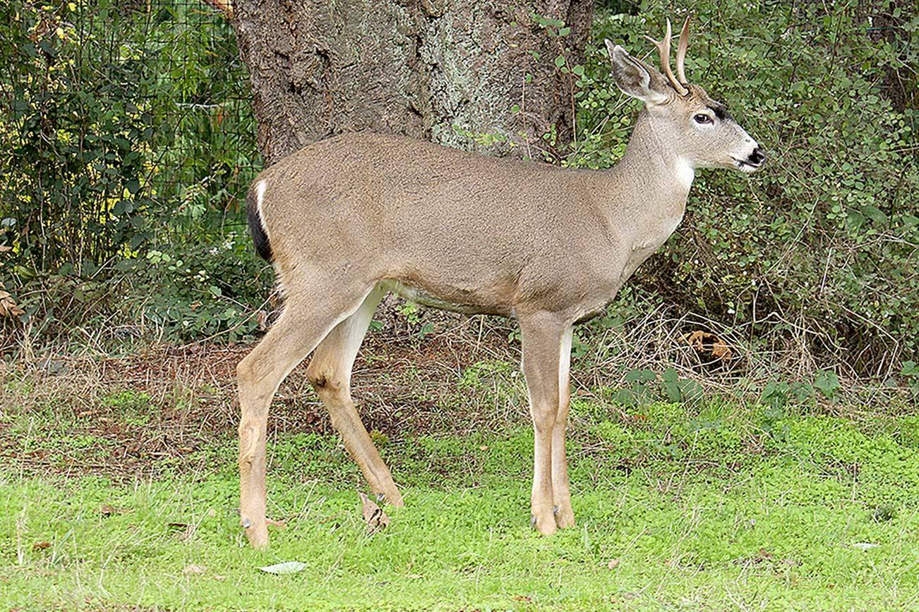 A deer walks down the side of Redwood Street on Monday in Port Townsend. In other parts of the county, deer season is open with a license in specific areas through the end of the month. Regulations and where hunting is permitted can be found at www.wdfw.wa.gov. (Zach Jablonski/Peninsula Daily News)