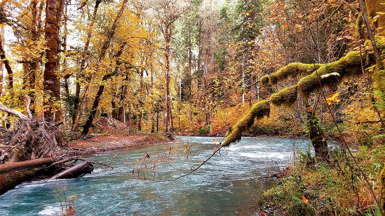 The Elwha River, shown here hast week, is flowing free, but chinook returns to the upper stretches of the river have yet to be realized. (Pierre LaBossiere/Peninsula Daily News)