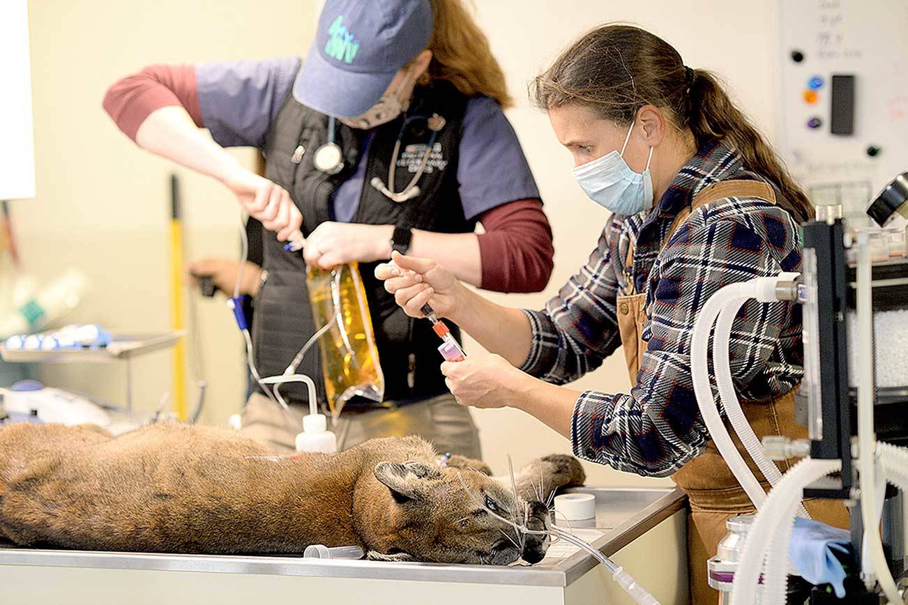 Center Valley Animal Rescue director Sara Penhallegon, right, along with veterinarian and volunteer Dr. Christine Parker-Graham conduct a medical evaluation on a female cougar that checked itself in to the rescue earlier this month. (Center Valley Animal Rescue)