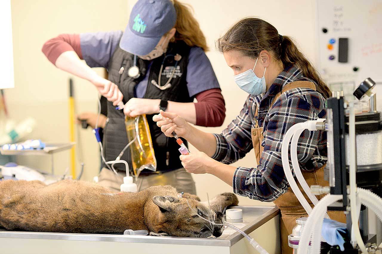 Center Valley Animal Rescue director Sara Penhallegon, right, along with veterinarian and volunteer Dr. Christine Parker-Graham conduct a medical evaluation on a female cougar that checked itself in to the rescue earlier this month. (Photo courtesy of Center Valley Animal Rescue)