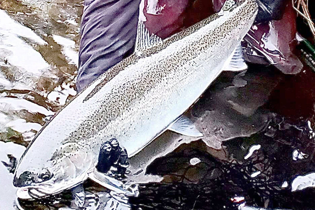 Jerry Wright of Jerry's Bait and Tackle in Port Angeles caught and released this wild steelhead hen while fishing the Sol Duc River on Tuesday. Wright said it's the earliest he's ever caught a wild steelhead.