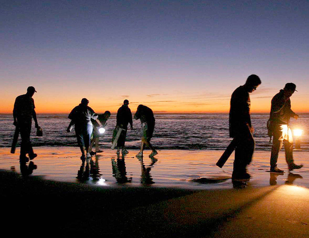 Razor clam season is in dire straights as spiking levels of domoic acid in the razor clam population along Pacific Ocean beaches could mean an early end to the entire season for Twin Harbors. (Dan Ayres/Washington Department of Fish and Wildlife)