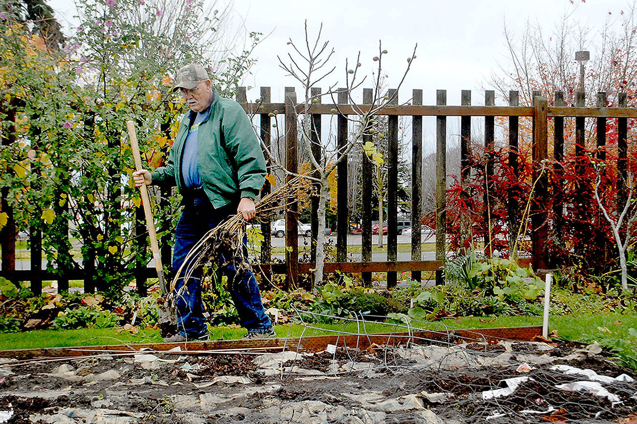 Floyd Liljedahl of Port Angeles, a master gardener with the Washington State University Extension Service, looks over a plant bed as he prepares a portion of the Fifth Street Community Garden in Port Angeles for the winter season. He added ground cover to the plot on Wednesday and removed unwanted plant material. (Keith Thorpe/Peninsula Daily News)