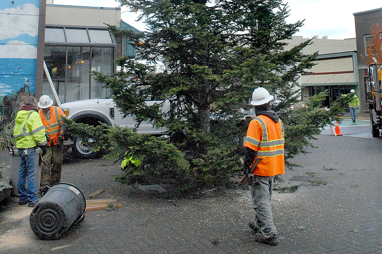 Port Angeles Parks & Recreation workers clean up the plaza in front of the Conrad Dyer Memorial Fountain in downtown Port Angeles on Thursday after erecting the city's Christmas tree. The donated 32-foot fir tree will be decorated in the coming week for a virtual tree-lighting ceremony at 5 p.m. Nov. 28. (Keith Thorpe/Peninsula Daily News)
