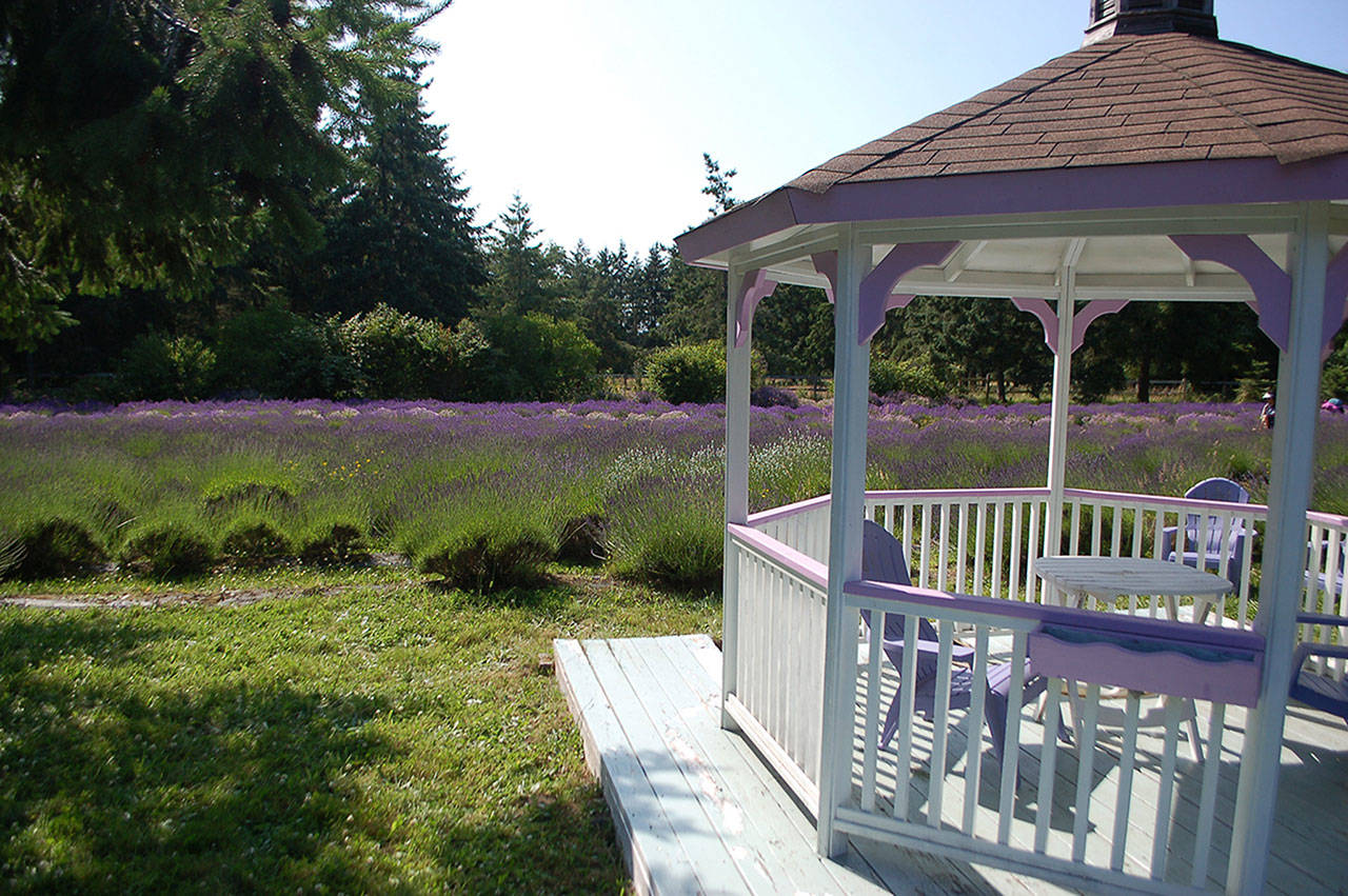 Martha Lane Lavender’s gazebo was a mainstay for visitors to snap selfies and admire the surrounding fields, as shown in this file photo. Last week, its owners reported two burglaries of the farm’s essential oils for products, and various farm equipment. (Conor Dowley/Olympic Peninsual News Group file)