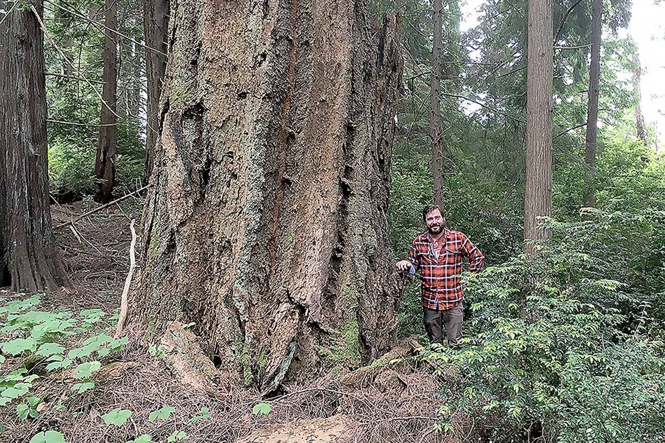 Jefferson County Commissioner Greg Brotherton views old growth Douglas fir on a field tour of rare forest proposed for protection as part of Dabob Bay Natural Area. (Northwest Watershed Institute)