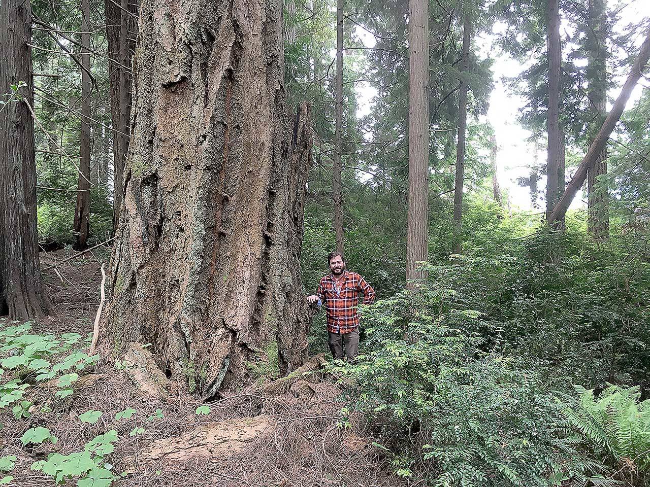 Jefferson County Commissioner Greg Brotherton views old growth Douglas fir on a field tour of rare forest proposed for protection as part of Dabob Bay Natural Area. (Photo courtesy of Northwest Watershed Institute)