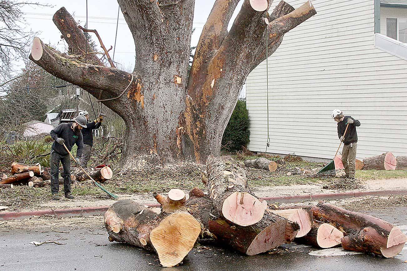 The large madrona tree on Eighth Street near Cherry Street in Port Angeles was dismantled on Monday. Some of the larger pieces were to be hauled away. (Dave Logan/For Peninsula Daily News)