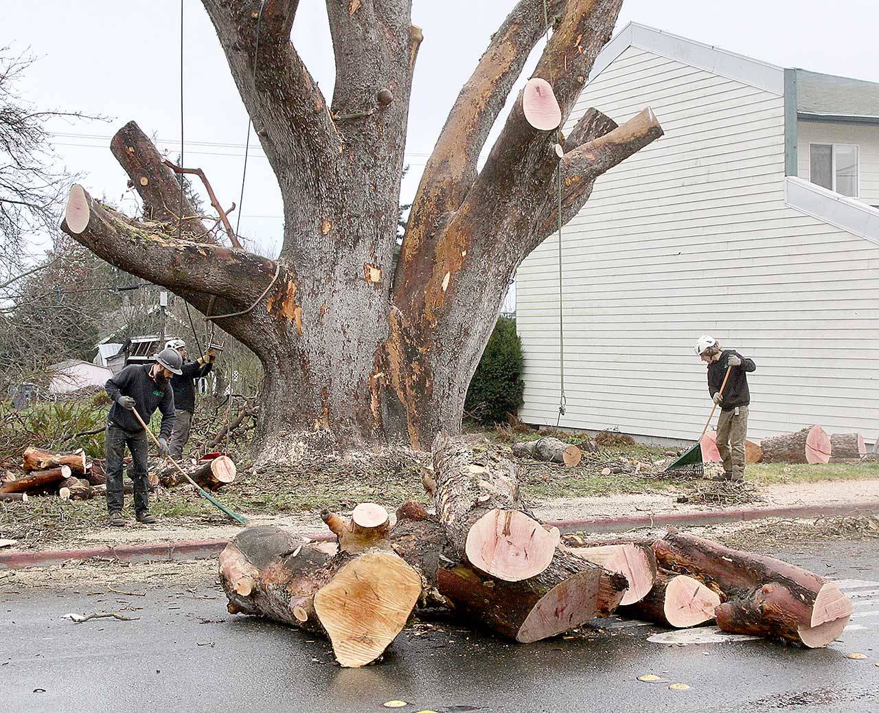 The large madrona tree on Eighth Street near Cherry Street in Port Angeles was dismantled Monday, Dec.7, 2020. Some of the larger pieces were to be hauled away. (Dave Logan/for Peninsula Daily News)