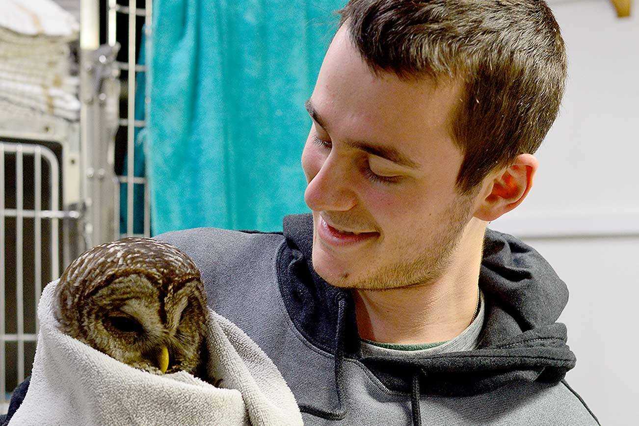 Joseph Molotsky swaddles an injured barred owl at Discovery Bay Wild Bird Rescue in Port Townsend. After two weeks of rehabilitation, the bird has begun to eat on its own. (Diane Urbani de la Paz/ Peninsula Daily News)