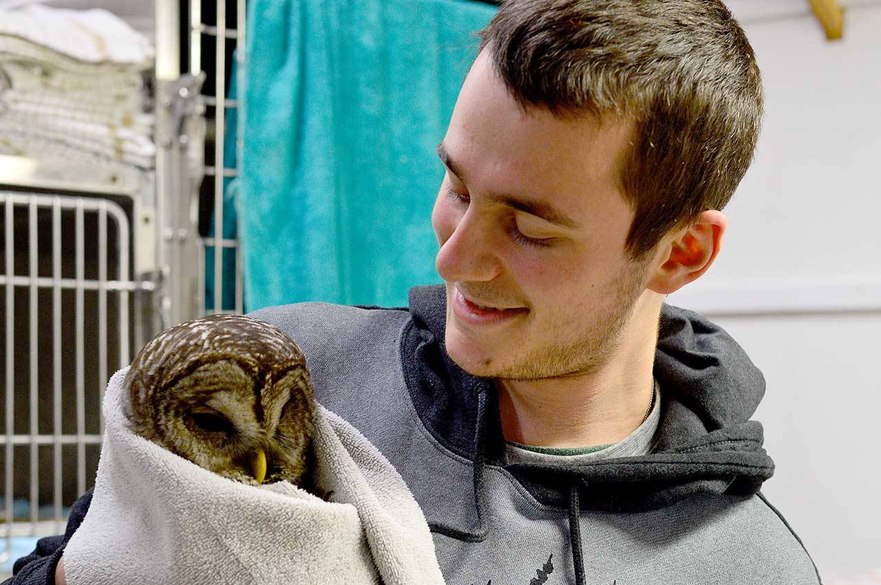 Joseph Molotsky swaddles an injured barred owl at Discovery Bay Wild Bird Rescue in Port Townsend. After two weeks of rehabilitation, the bird has begun to eat on its own. (Diane Urbani de la Paz/Peninsula Daily News)
