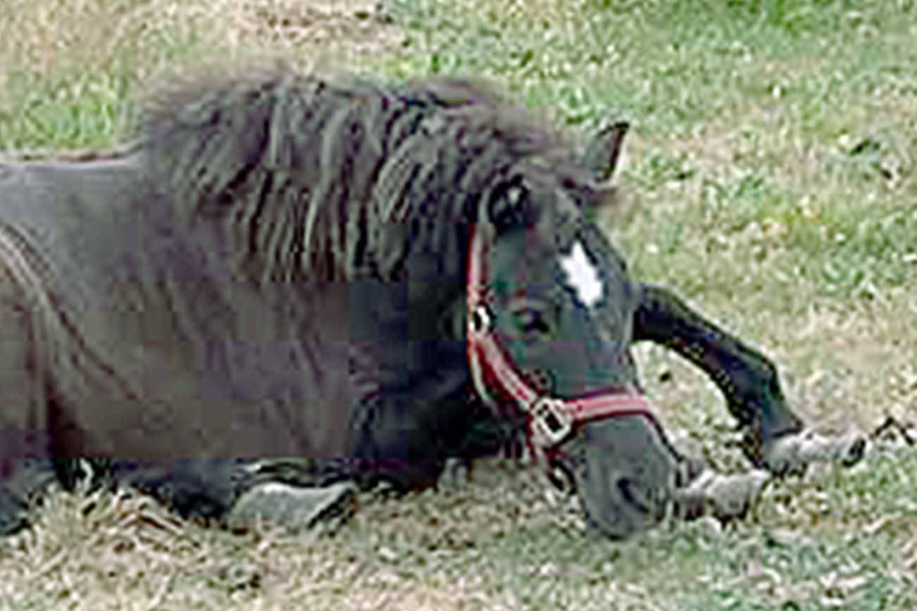 When Daisy was surrendered to Olympic Peninsula Equine Network, she had been neglected, foundered and was suffering pain caused by her grossly overgrown hooves. She had to be medicated before the farrier could trim her hooves. (Olympic Peninsula Equine Network)