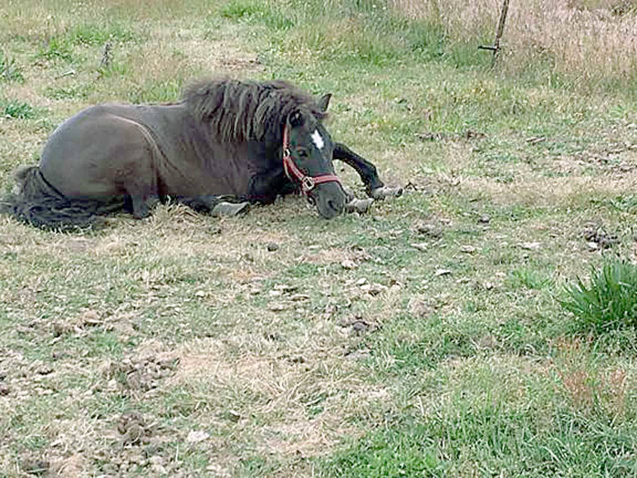 When Daisy was surrendered to OPEN, she had been neglected, foundered and was suffering pain caused by her grossly overgrown hooves. She had to be medicated before the farrier could trim her hooves. (Olympic Peninsula Equine Network)