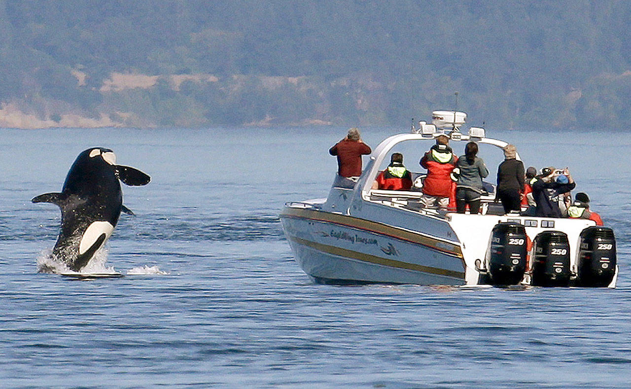 In this July 31, 2015, file photo, an orca leaps out of the water near a whale watching boat in the Salish Sea in the San Juan Islands, Wash. (Elaine Thompson/Associated Press file)