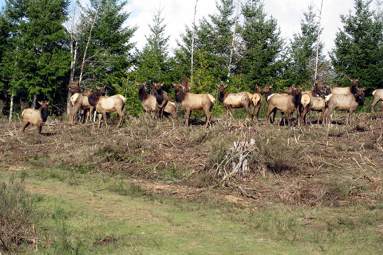 The Duckabush elk herd lives on "Hood 40," a parcel of trust land the Department of Natural Resources had intended to sell. Letters of protest led to a reversal of that plan. (Photo courtesy of Tim Sullivan)