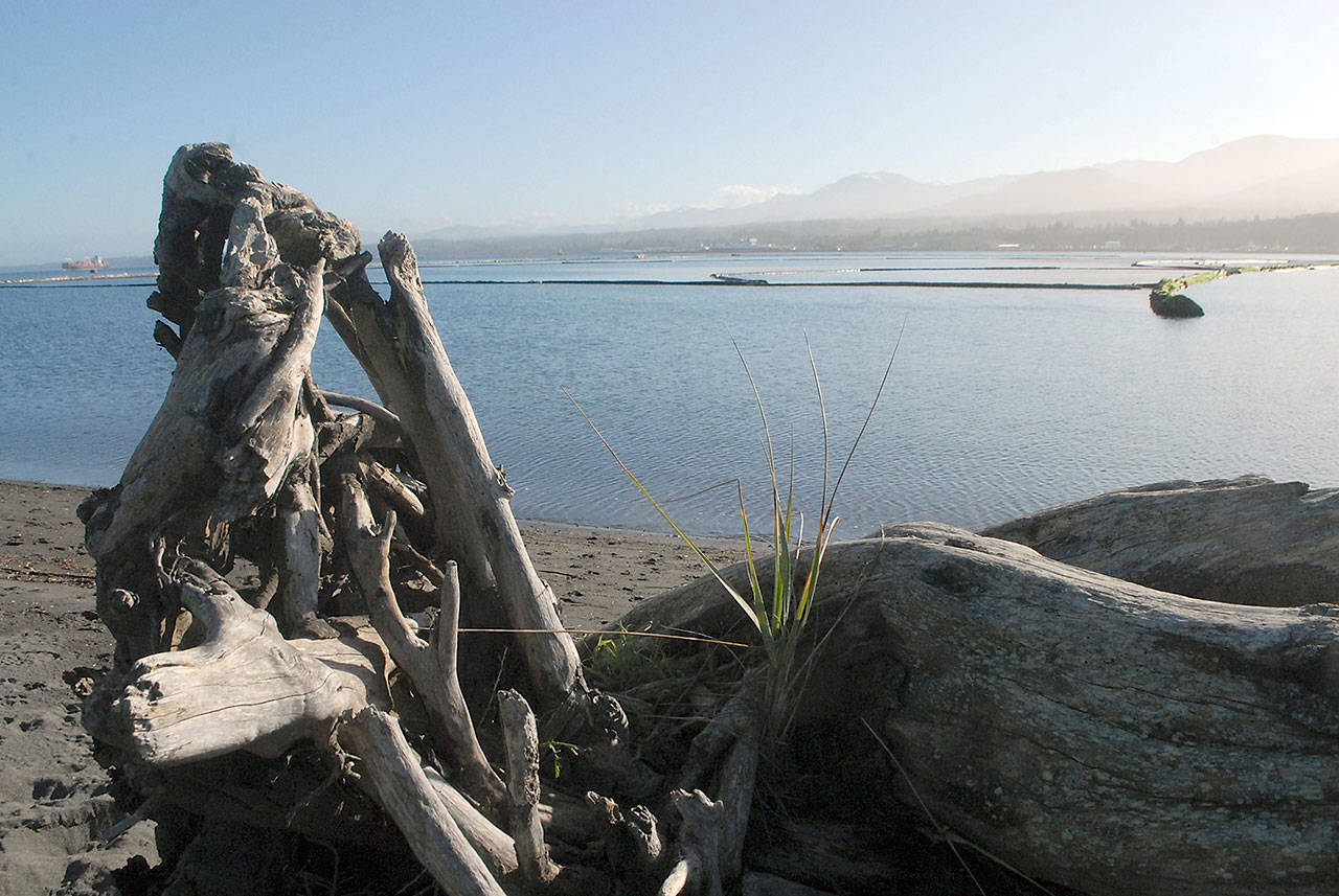 A piece of driftwood sits on the beach on Friday at the edge of the western portion of Port Angeles Harbor. (Keith Thorpe/Peninsula Daily News)