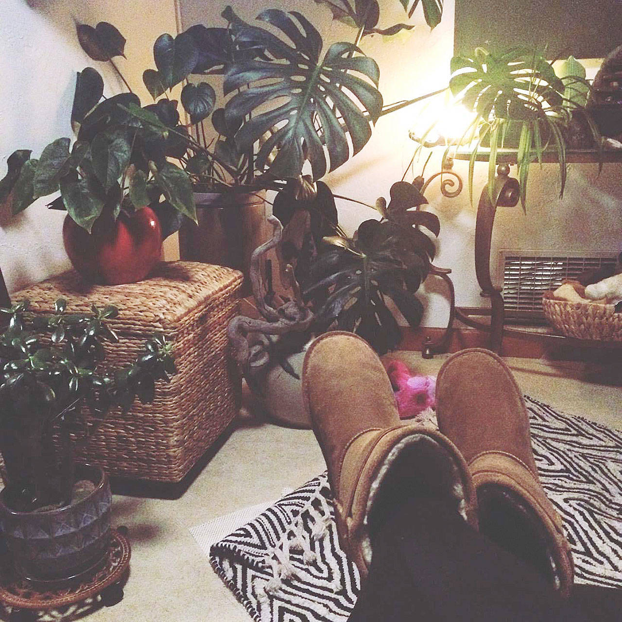 The plants in local gardener Alicia Susannes life bring her tranquility and joy. I feel blessed to be sharing my home with them, she said. (Alicia Susanne)