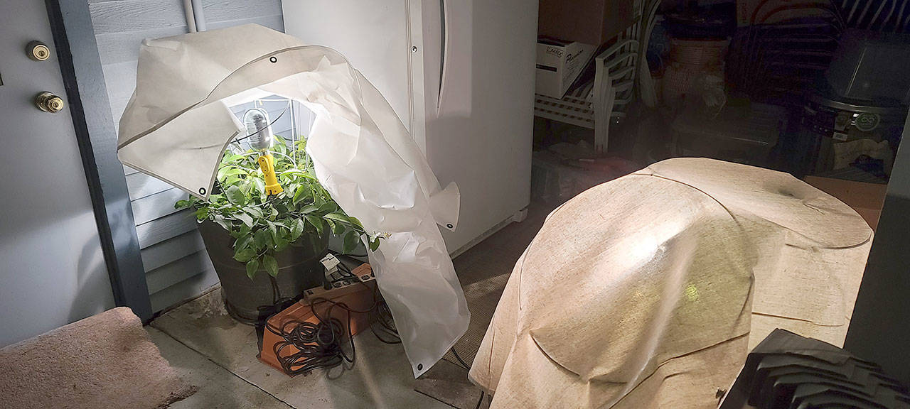 Linda keeps her gorgeous lemon trees alive by providing them sunlight in the covered patio. However with the freezing temperatures, a cover and heat provided by a light bulb will keep them warm even during our chilliest evenings. Be creative with your plants. (Andrew May/For Peninsula Daily News)