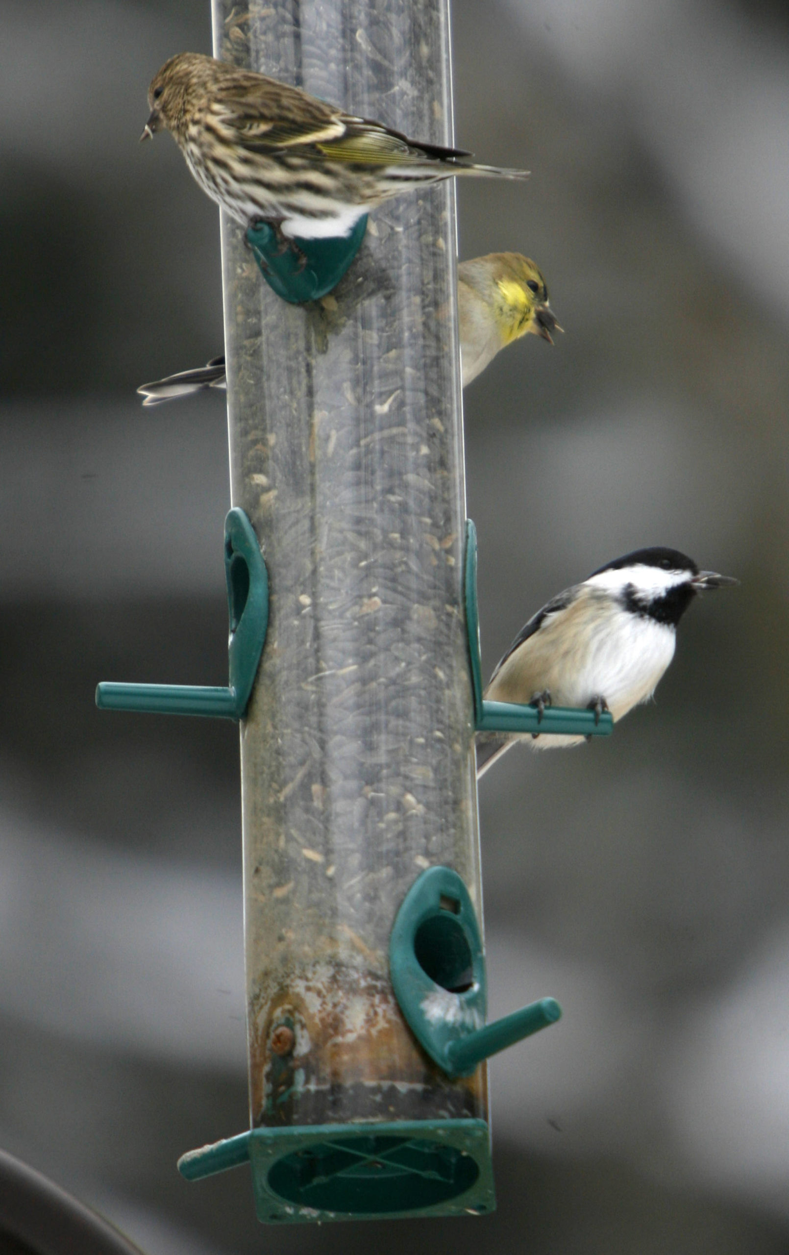 From top, a Pine Siskin, American goldfinch and Black-capped chickadee sit on a feeder in Fayston, Vermont in December. (Toby Talbot/The Associated Press)