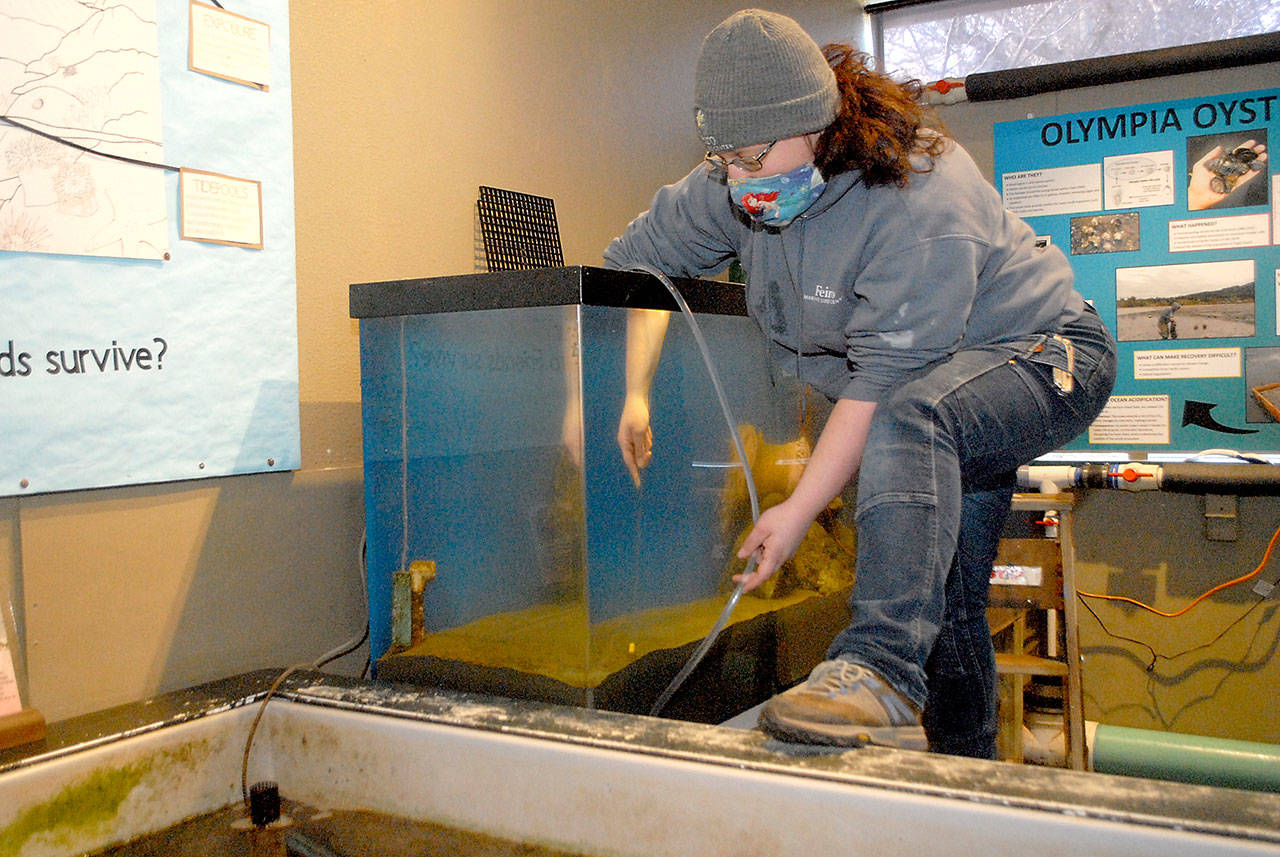Galvan, facilities director for the Feiro Marine Life Center in Port Angeles, cleans a fish tank on Wednesday as part of a regular maintenance schedule. (Keith Thorpe/Peninsula Daily News Tamara)