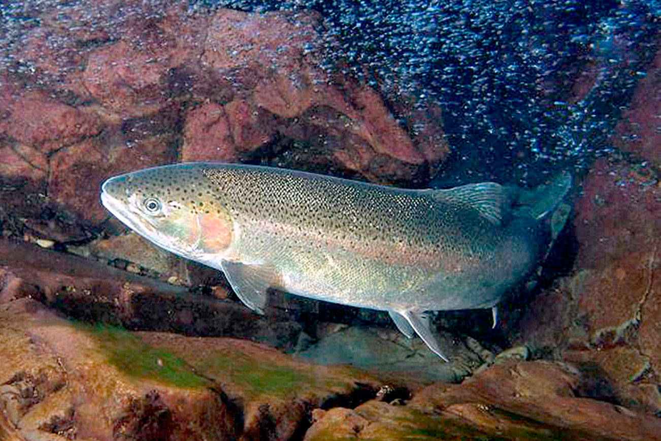 John McMillan/NOAA
A NOAA study published recently in the scientific journal Genes suggests that steelhead trapped by dams in the Elwha River maintained the genetic diversity to return to the sea.