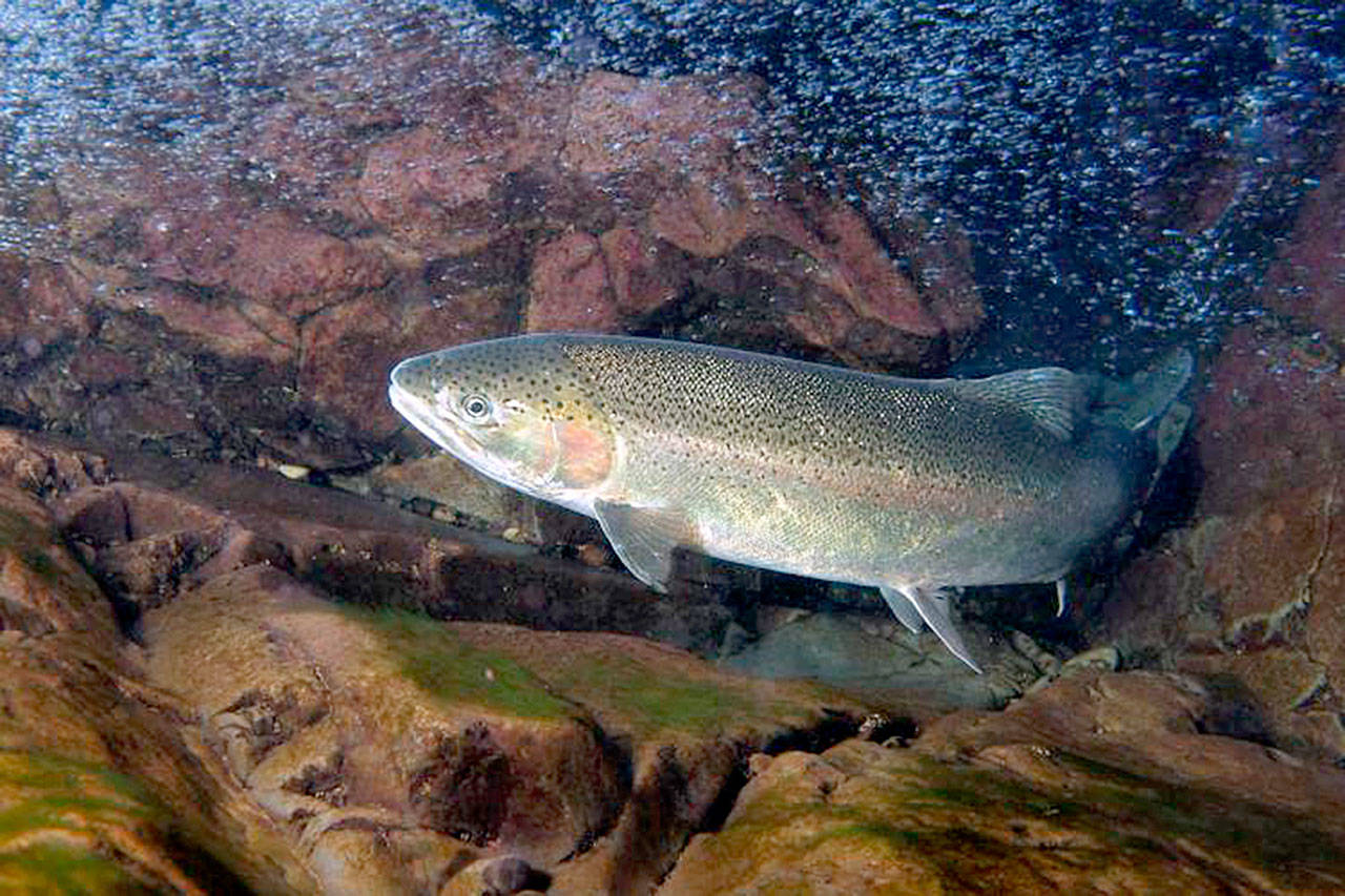 A NOAA study published recently in the scientific journal Genes suggests that steelhead trapped by dams in the Elwha River maintained the genetic diversity to return to the sea. (John McMillan/NOAA)