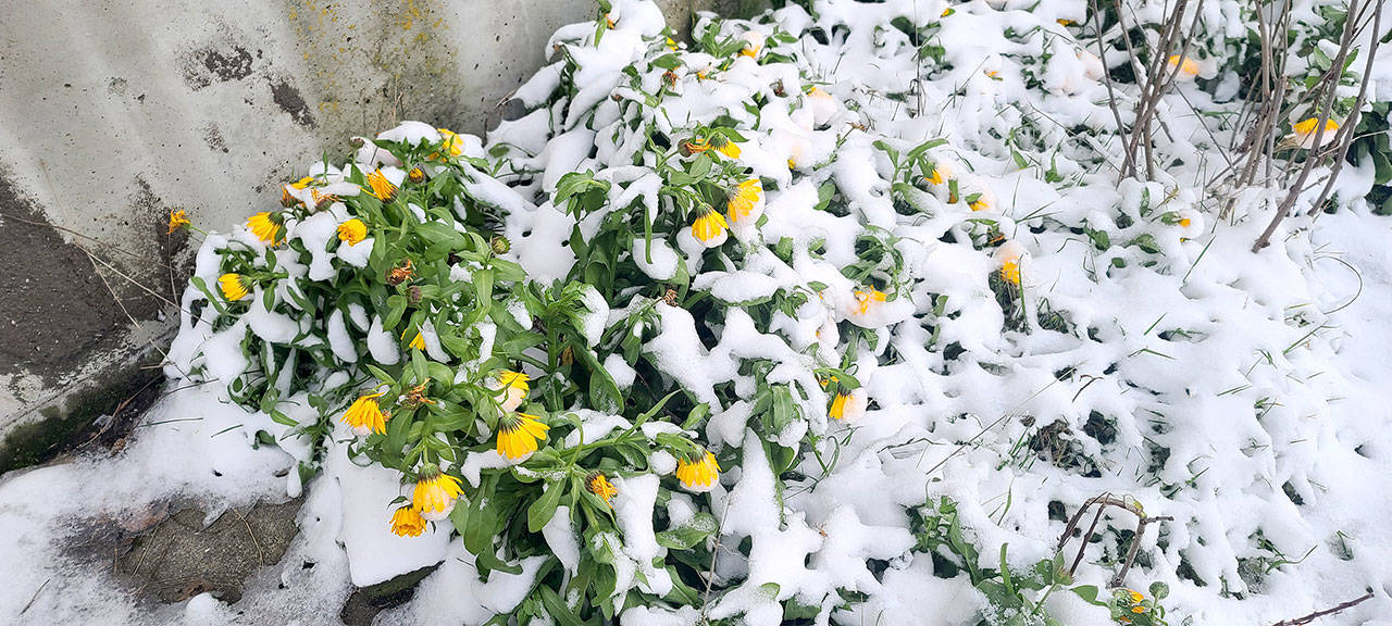 Gardens around the Peninsula, especially at higher elevations, are peeking out from under snow. (Andrew May/For Peninsula Daily News)
Gardens around the Peninsula, especially at higher elevations, are peeking out from under snow this weekend. (Andrew May/For Peninsula Daily News)
