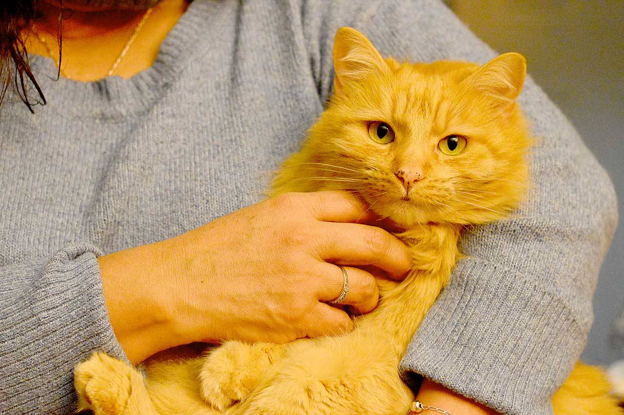 Honey the cat was found thanks in part to the distinctive black spots on her pink nose. (Diane Urbani de la Paz/Peninsula Daily News)