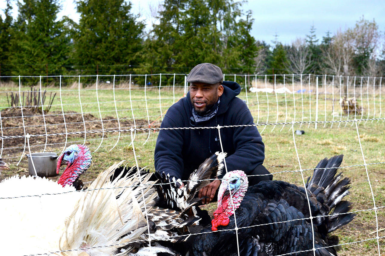 Farmer Peter Mustin plans to raise poultry — including turkeys, chickens and quail — on his 24-acre Woodbridge Farm in Chimacum. (Diane Urbani de la Paz/Peninsula Daily News)