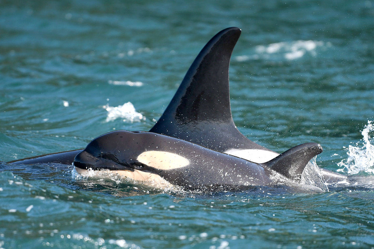 L86, nicknamed “Surprise!” with her new calf, L125. If the calf survives, it would bring the population of the endangered Southern Resident orcas up to 75. (Dave Ellifrit/Center for Whale Research)