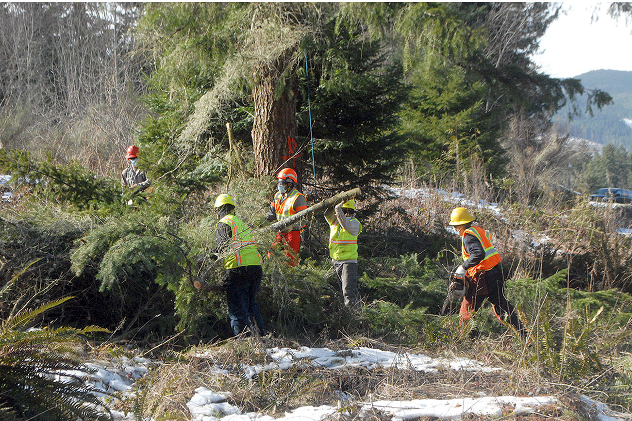 Keith Thorpe/Peninsula Daily News
A tree removal crew from Chehalis-based Corruco Reforestation gathers cut branches from a tree being removed for being a danger to a nearby power transmission line west of Port Angeles.