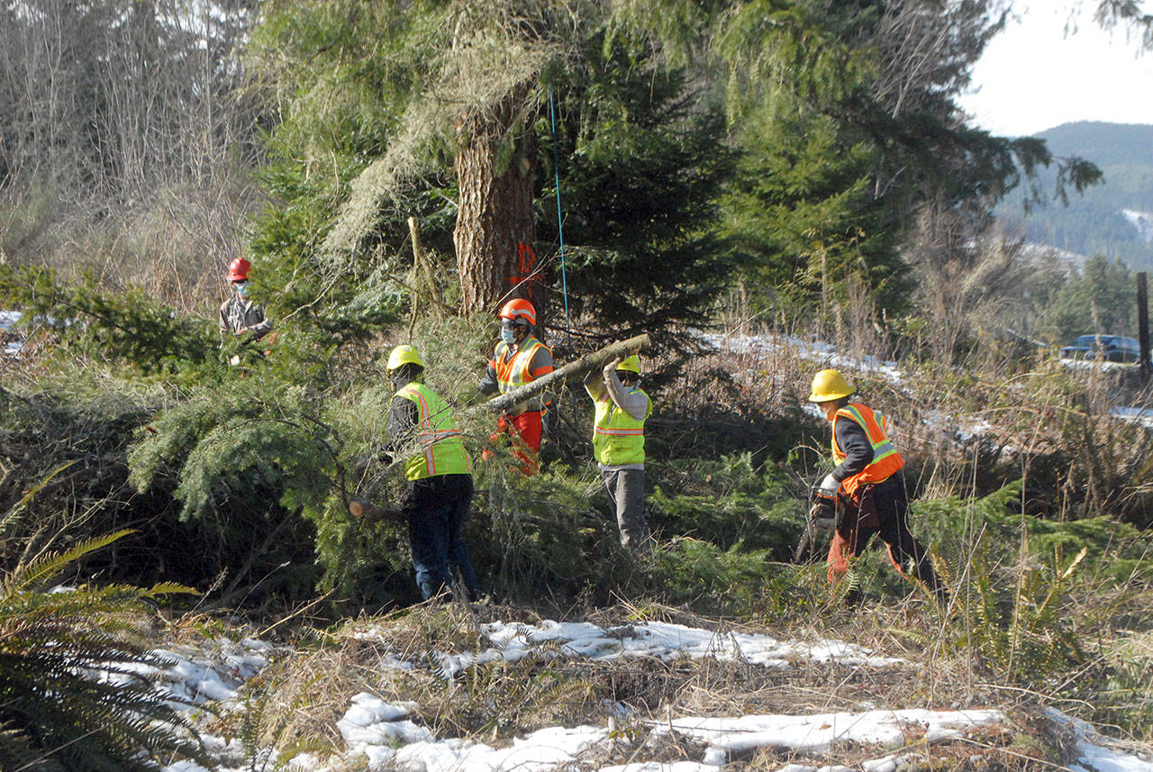 Keith Thorpe/Peninsula Daily News
A tree removal crew from Chehalis-based Corruco Reforestation gather cutd branches from a tree being removed for being a danger to a nearby power transmission line west of Port Angeles.