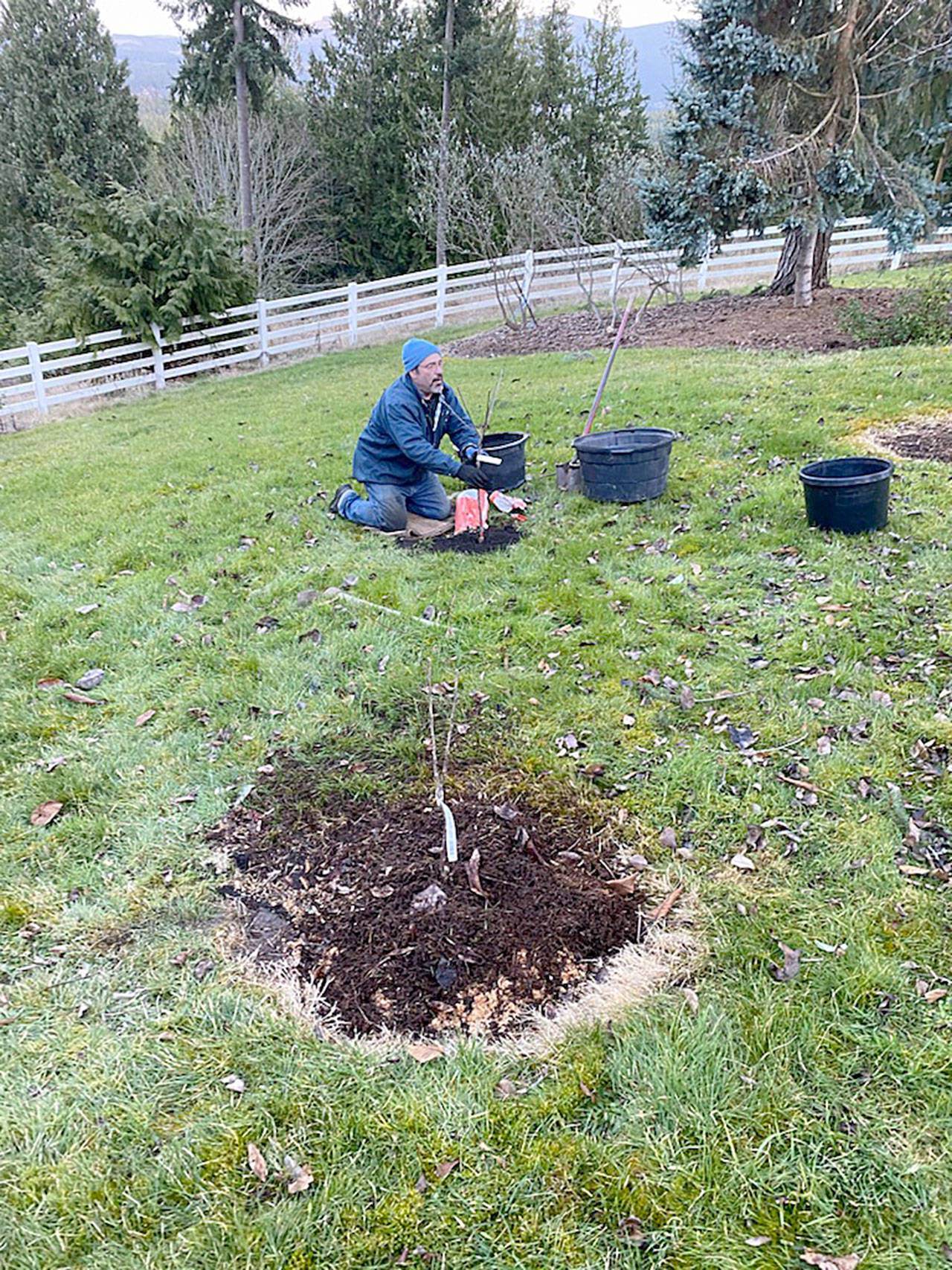The two biggest things right now are planting and pruning. Here a client has photographed me planting new bare-root fruit trees to fill out his orchard. (Photo by Dale Hackney)