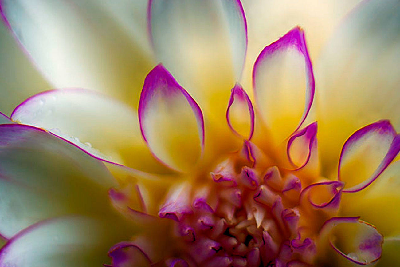 Richard Lawson focuses on one aspect of the flower in "Backyard Dahlia."