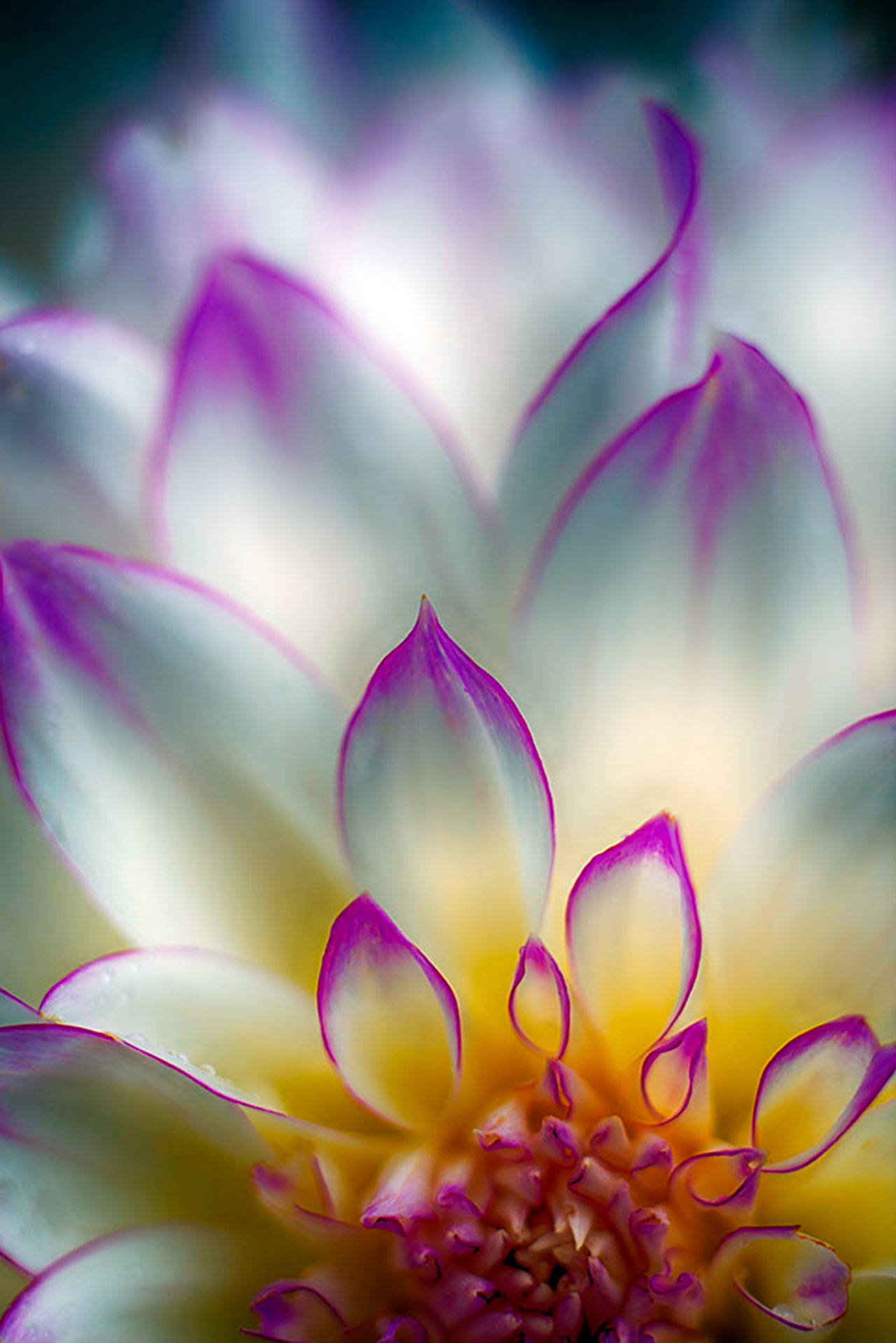 Richard Lawson focuses on one aspect of the flower in Backyard Dahlia.