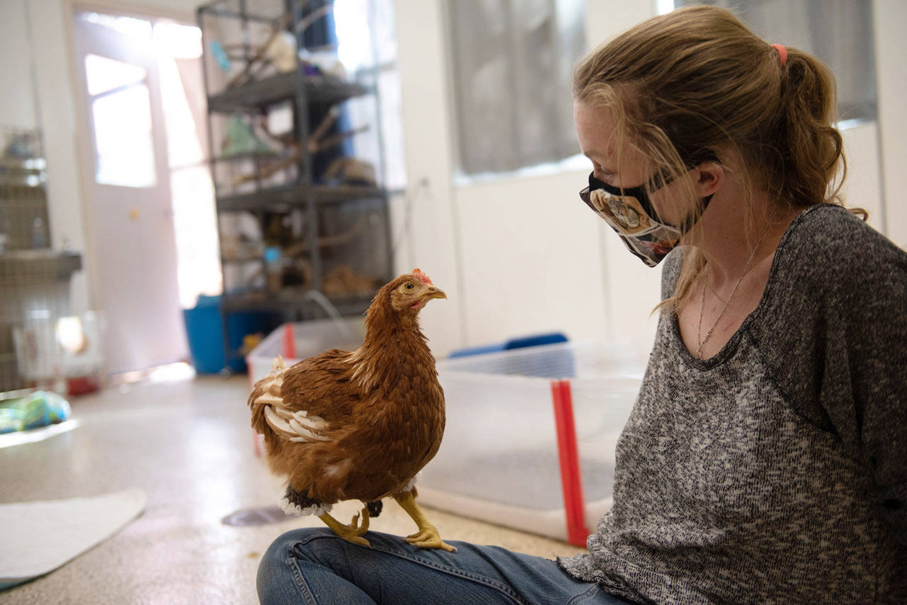 <strong>Molly Wald</strong>/Best Friends Animal Society
Brianna Vlach, also a lifesaving specialist at the Best Friends Animal Society animal sanctuary in Kanab, Utah, visits with “Lap chicken” Polly Pocket. Polly came to the sanctuary from The Farm in Sequim in January.