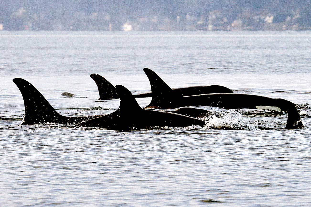 FILE - In this Jan. 18, 2014, file photo, endangered orcas from the J pod swim in Puget Sound west of Seattle, as seen from a federal research vessel that has been tracking the whales. A new study from federal researchers provides the most detailed look yet at what the Pacific Northwest's endangered orcas eat. Scientists with the NOAA Fisheries Northwest Fisheries Science Center spent years collecting fecal samples from the whales as well as scales from the fish they devoured. They say their data reaffirm the central importance of Chinook salmon to the whales. (AP Photo/Elaine Thompson, File)