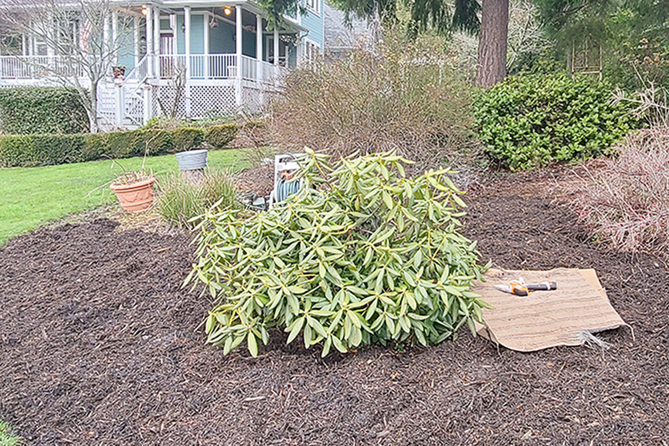 The main advantage of mulch is regulating both moisture and temperature in the soil. It is also aesthetically pleasing. Here, with a piece of cardboard to kneel down on, mulch is carefully placed around the rhododendrons at the sheriff's house. (Andrew May/For Peninsula Daily News)
