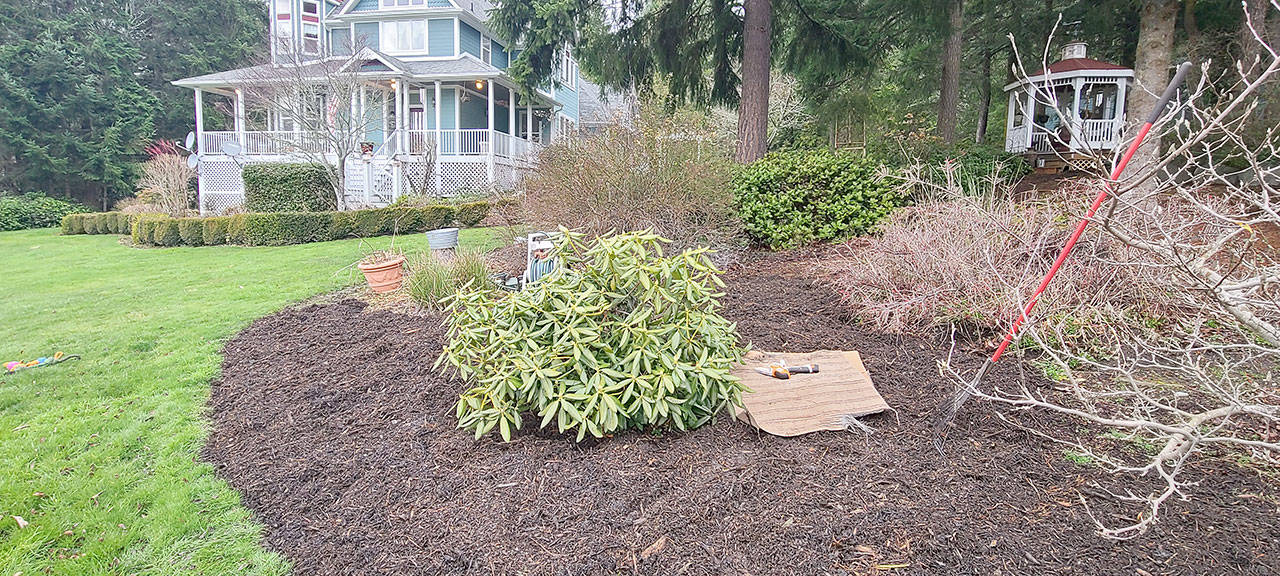 The main advantage of mulch is regulating both moisture and temperature in the soil. It is also aesthetically pleasing. Here, with a piece of cardboard to kneel down on, mulch is carefully placed around the rhododendrons at the sheriff’s house. (Andrew May/For Peninsula Daily News)