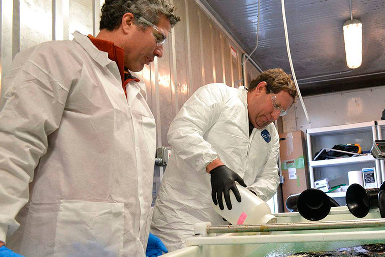 Work to protect the marine environment continues in Sequim, just under a new name as the Marine and Coastal Research Laboratory. Here in November 2016, researchers George Bonheyo, left, and Robert Jeters with Pacific Northwest National Laboratory apply an aggregator during a demonstration in a freezer laboratory in Sequim to show how the product bunches oil together in icy conditions. Bonheyo, PNNL senior research scientist for the laboratory and a research professor of biotechnology for Washington State University – Pullman, said it acts like a wick so that it can burn the oil more efficiently than chemicals. File photo by Matthew Nash/Olympic Peninsula News Group