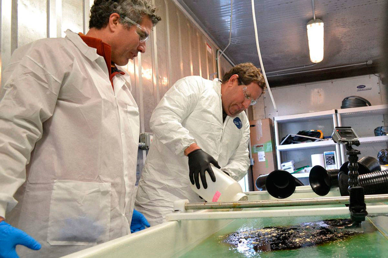 Work to protect the marine environment continues in Sequim, just under a new name as the Marine and Coastal Research Laboratory. Here in November 2016, researchers George Bonheyo, left, and Robert Jeters with Pacific Northwest National Laboratory apply an aggregator during a demonstration in a freezer laboratory in Sequim to show how the product bunches oil together in icy conditions. Bonheyo, PNNL senior research scientist for the laboratory and a research professor of biotechnology for Washington State University – Pullman, said it acts like a wick so that it can burn the oil more efficiently than chemicals. (File photo by Matthew Nash/Olympic Peninsula News Group)