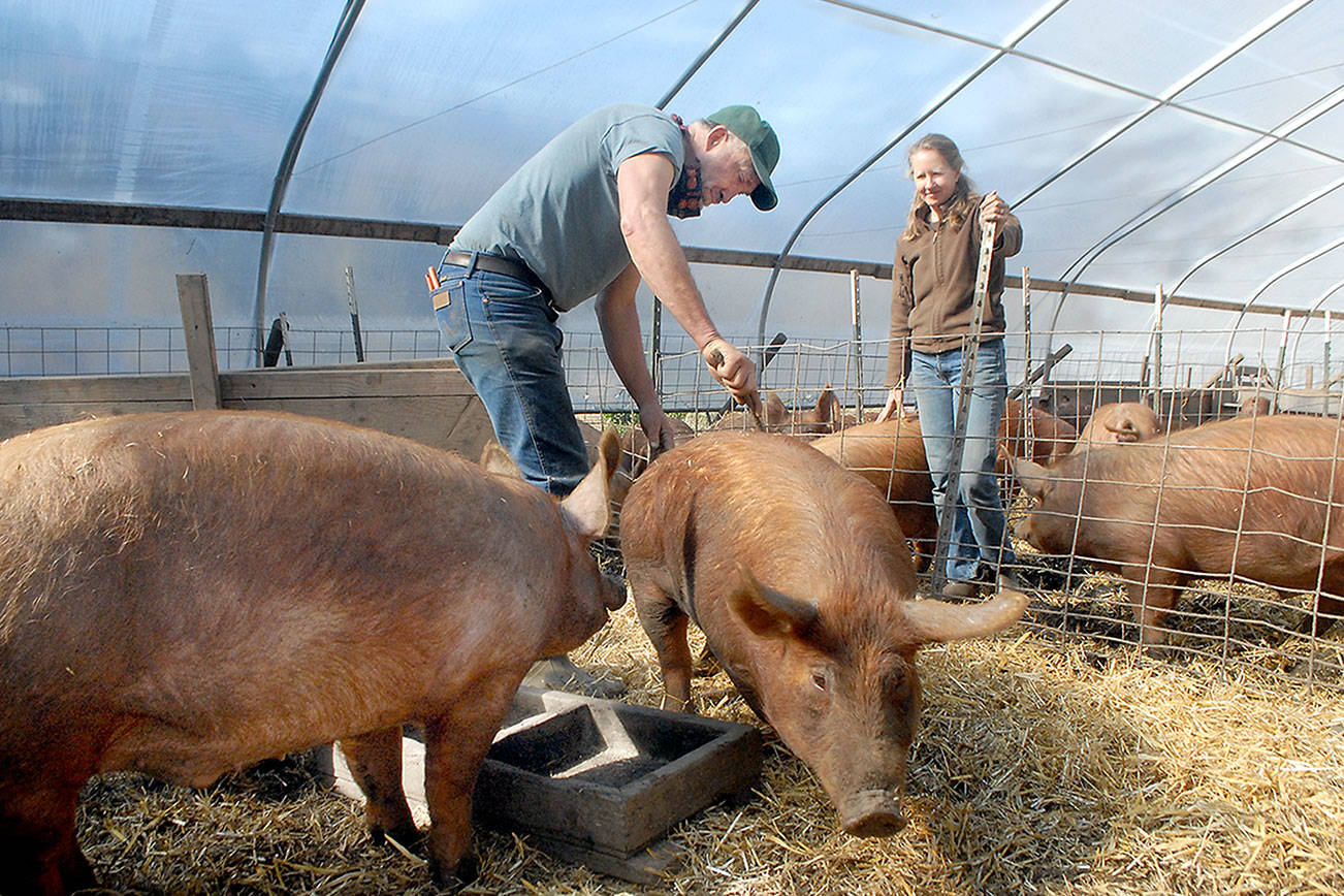 <strong>Keith Thorpe</strong>/Peninsula Daily News
 Jim Weaver and Karen Halberg Weaver stand among Tamworth pigs in a covered enclosure on their Wild Edge Farm west of Port Angeles.