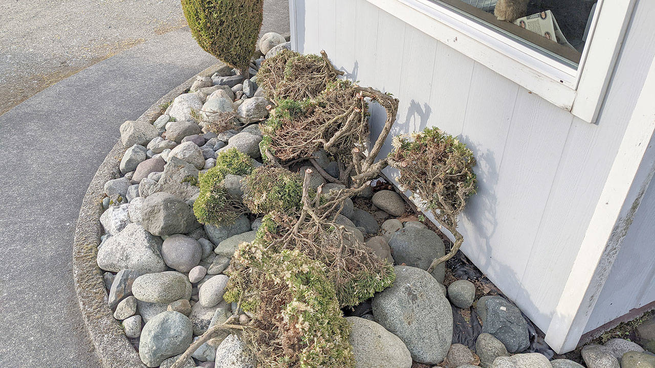 Several bushes that were planted around the Peninsula Daily News’ Port Townsend office at 1939 E. Sims Way were hacked up by a vandal early Wednesday morning sometime between 3:45 a.m., when the daily paper was delivered to the office, and 9 a.m., when reporting staff arrived. While giving Port Townsend Police Officer Drew Radford information about the cut shrubs, landlord Matt Caporiotti stated that it will cost about $1,200 to replace them, as some were bonsai. Police are investigating. (Zach Jablonski/Peninsula Daily News)