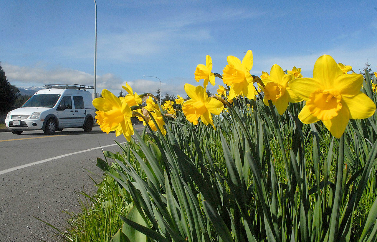 Daffodils burst into bloom on Tuesday at the Deer Park Rest Area east of Port Angeles. As spring gets into full swing, a wide variety of flowers are perking up across the North Olympic Peninsula. (Keith Thorpe/Peninsula Daily News)