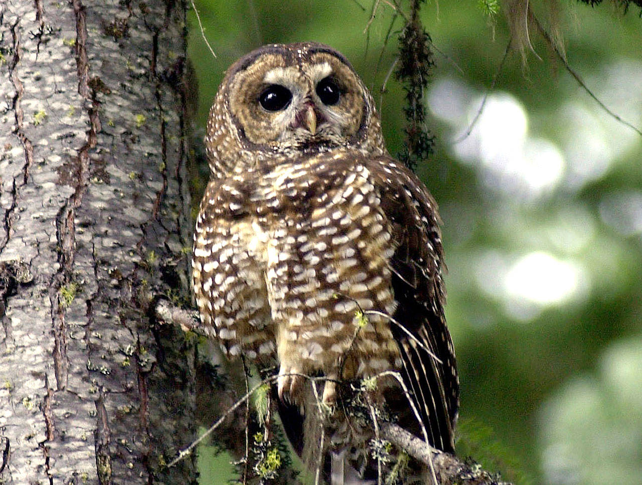 In this photo from May 8, 2003, a northern spotted owl sits on a tree branch in the Deschutes National Forest near Camp Sherman, Ore. Environmental groups have filed a lawsuit seeking to preserve protections for 3.4 million acres of northern spotted owl habitat from the U.S.-Canadian border to northern California. The U.S. Fish and Wildlife Service removed protections for the old-growth forest in the last days of the Trump administration. (Don Ryan/The Associated Press)