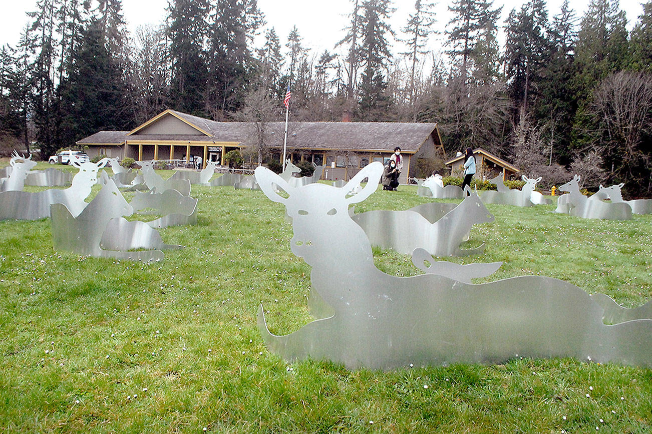 Olympic National Park visitors wander among an art installation of silhouetted aluminum Roosevelt elk on the front lawn of the Port Angeles visitor center on Thursday. The installation, “Conservation from Here” by Arlington-based artist Joseph Rossano, consists of about 130 elk scattered across the lawn and was produced in cooperation with the Port Angeles Fine Arts Center. A smaller “herd” is also on display at the Hoh visitor center. The sculptures are scheduled to be in place through Labor Day. (Keith Thorpe/Peninsula Daily News)